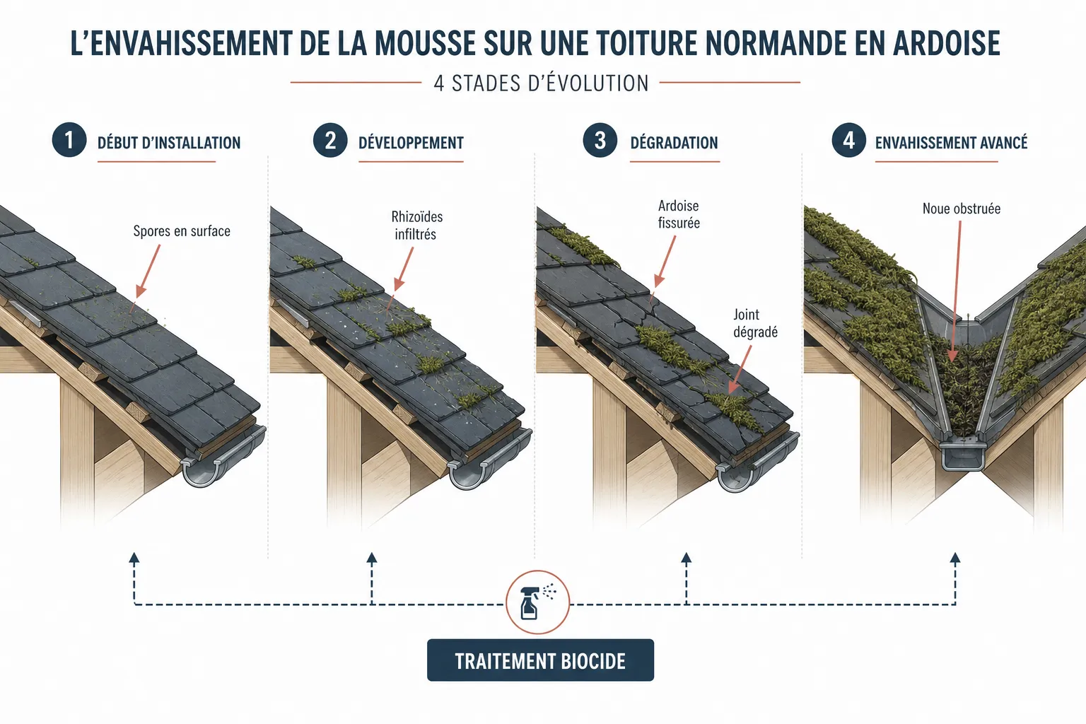 Mousse sur toiture à Rouen : risques et solutions